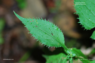 Solidago flexicaulis