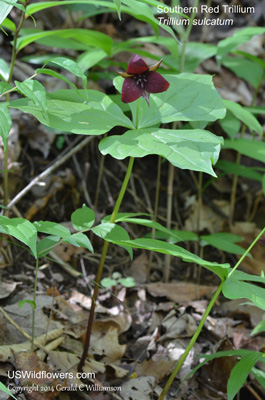 Trillium sulcatum