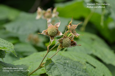 Rubus parviflorus