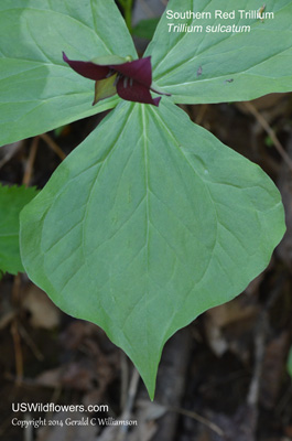 Trillium sulcatum