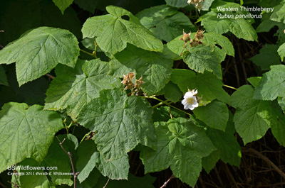 Rubus parviflorus