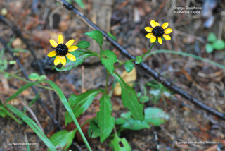 Rudbeckia fulgida