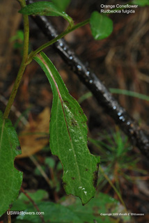 Rudbeckia fulgida