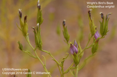 Cordylanthus wrightii