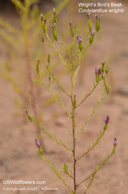 Cordylanthus wrightii