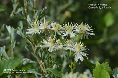 Clematis ligusticifolia