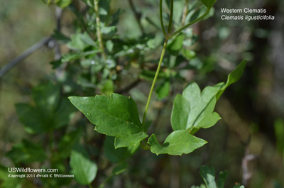 Clematis ligusticifolia