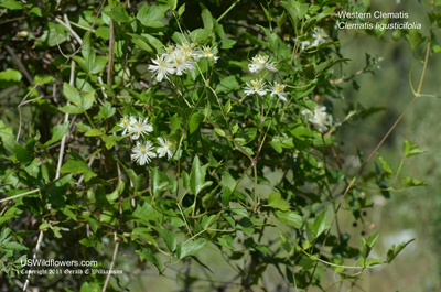 Clematis ligusticifolia