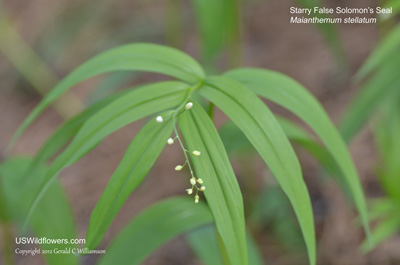 Maianthemum stellatum