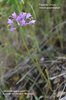 Allium acuminatum