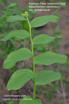 Maianthemum racemosum