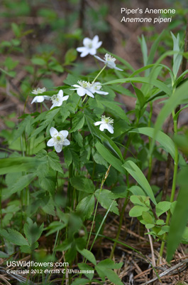 Anemone piperi