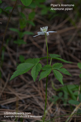 Anemone piperi