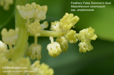 Maianthemum racemosum