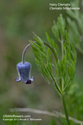 Clematis hirsutissima