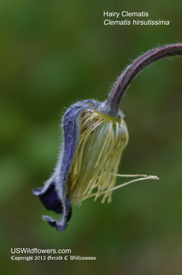 Clematis hirsutissima