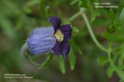 Clematis hirsutissima