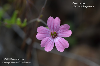 Vaccaria hispanica