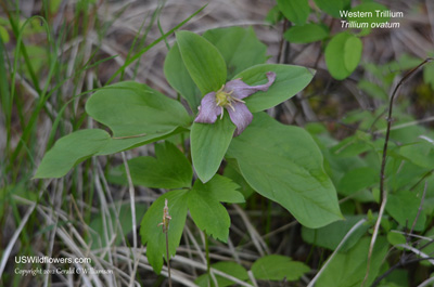 Trillium ovatum