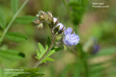 Phacelia purshii