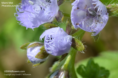 Phacelia purshii