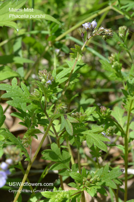 Phacelia purshii