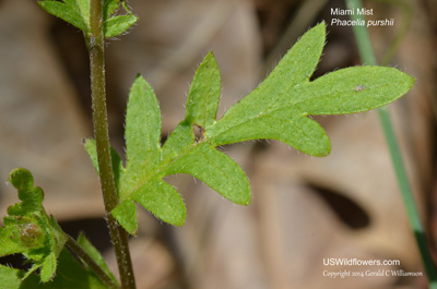 Phacelia purshii