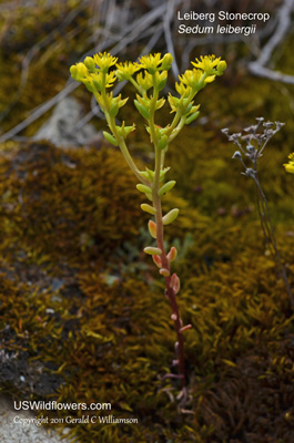 Sedum leibergii