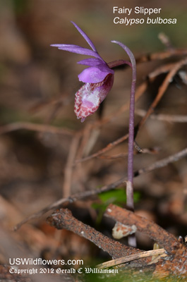 Calypso bulbosa