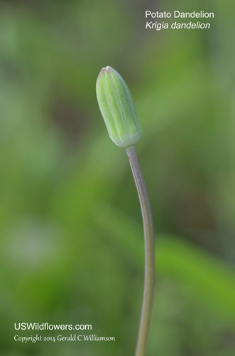 Krigia dandelion