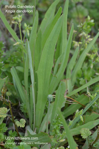 Krigia dandelion