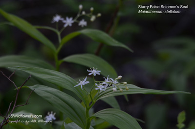 Maianthemum stellatum