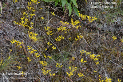 Sedum leibergii