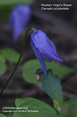 Clematis occidentalis