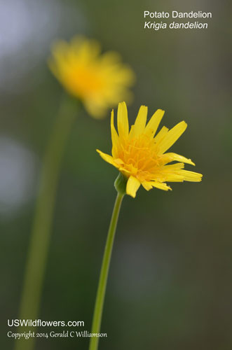 Krigia dandelion