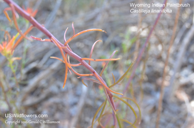 Castilleja linariifolia