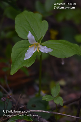 Trillium ovatum