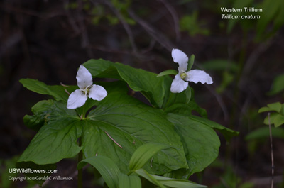 Trillium ovatum