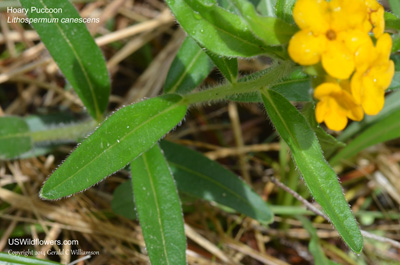 Lithospermum canescens