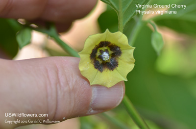 Physalis virginiana