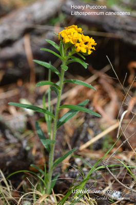 Lithospermum canescens