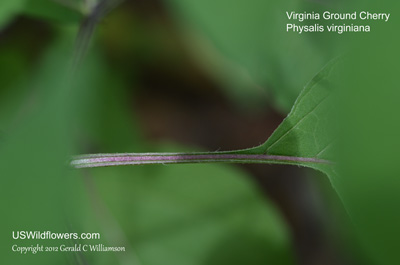 Physalis virginiana