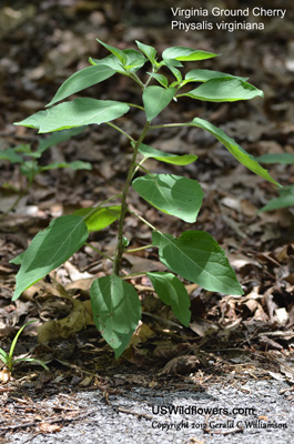 Physalis virginiana