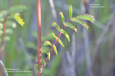 Sanguisorba minor