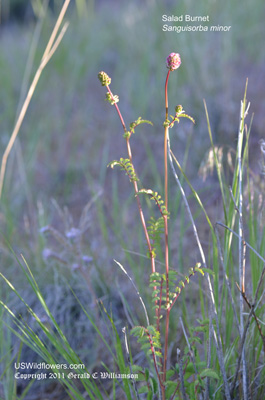 Sanguisorba minor