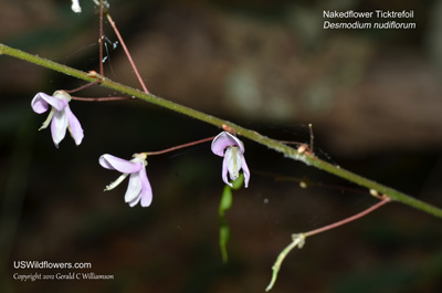 Desmodium nudiflorum