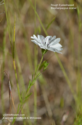 Blepharipappus scaber