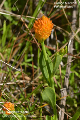 Polygala lutea