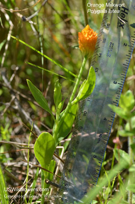 Polygala lutea