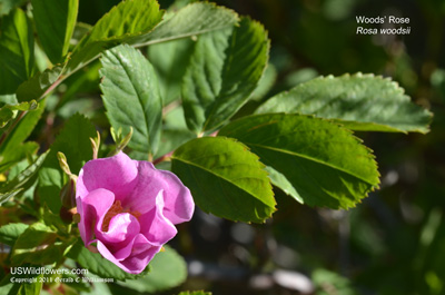 Rosa woodsii